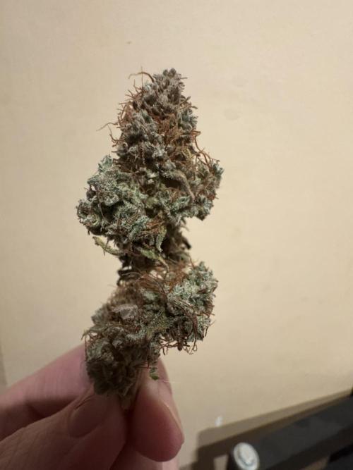 MilkyWay F1. Week 12