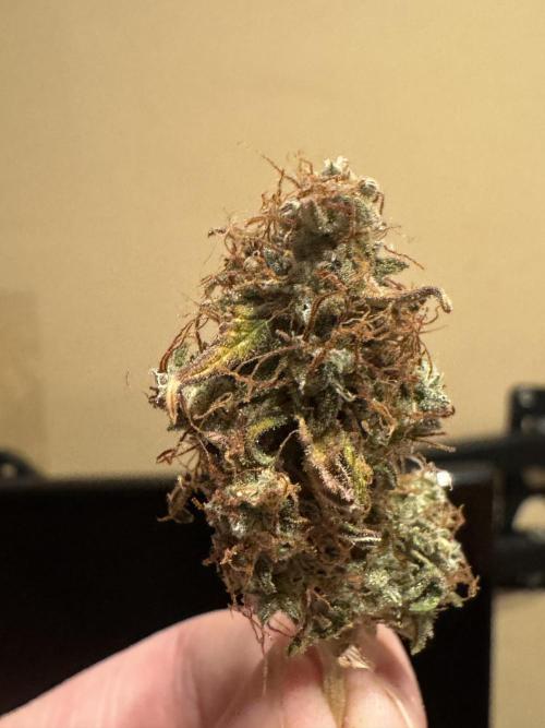 MilkyWay F1. Week 12