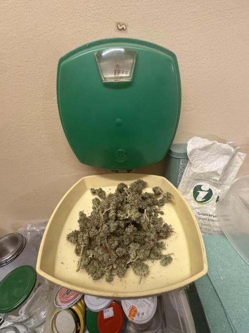 MilkyWay F1. Week 12