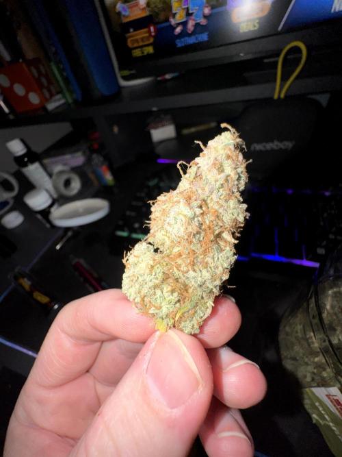 MilkyWay F1. Week 12