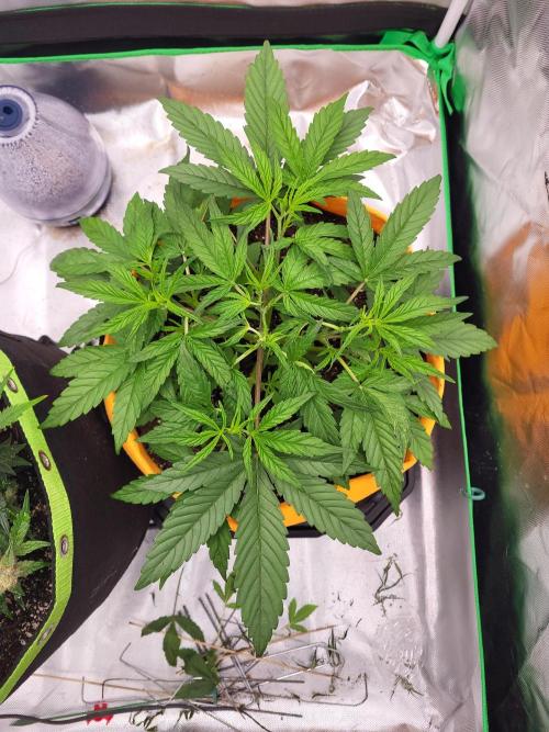 Cirtus foot bomb. Week 5