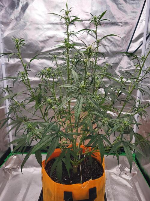 Cirtus foot bomb. Week 6 - Back from vacation and I had to defoliate as she blew up!