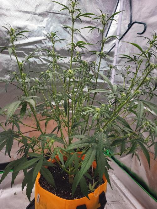 Cirtus foot bomb. Week 6