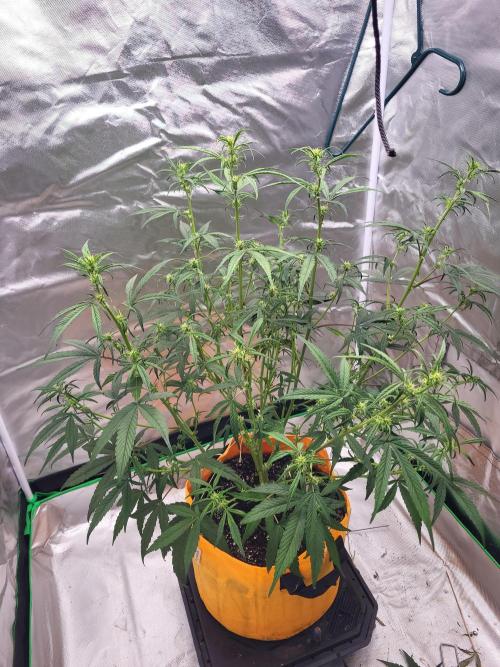 Cirtus foot bomb. Week 6