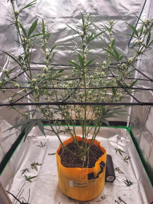 Cirtus foot bomb. Week 7