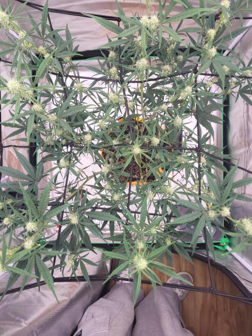 Cirtus foot bomb. Week 7