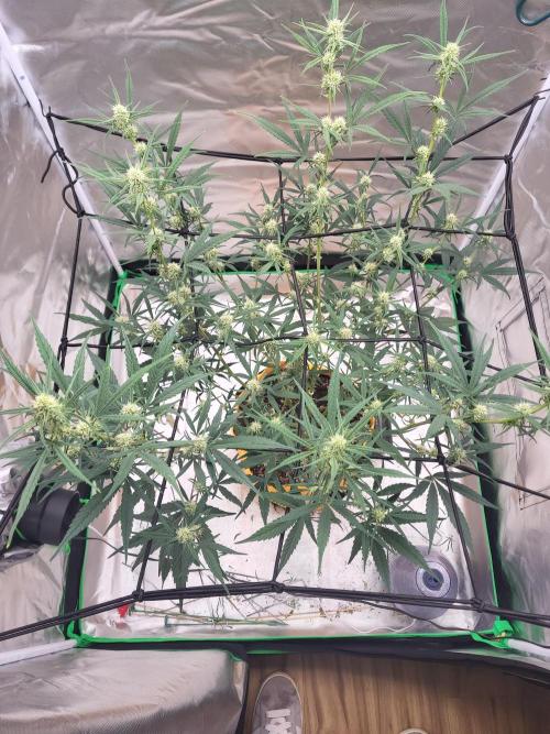 Cirtus foot bomb. Week 7