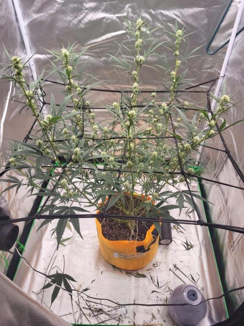 Cirtus foot bomb. Week 7