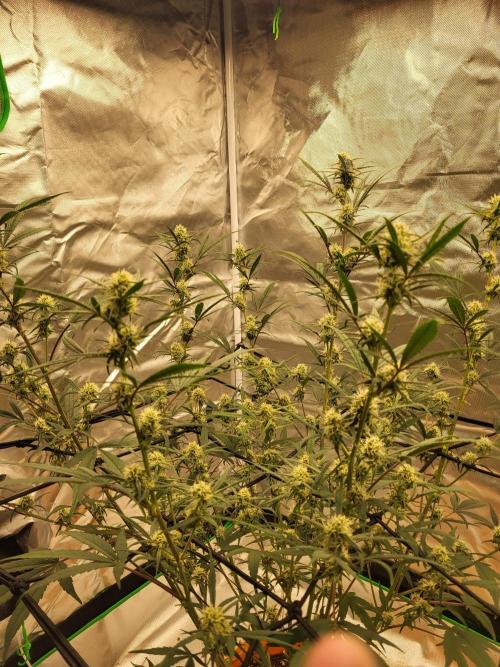 Cirtus foot bomb. Week 8