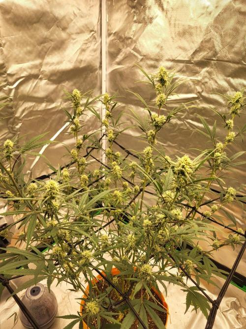 Cirtus foot bomb. Week 8