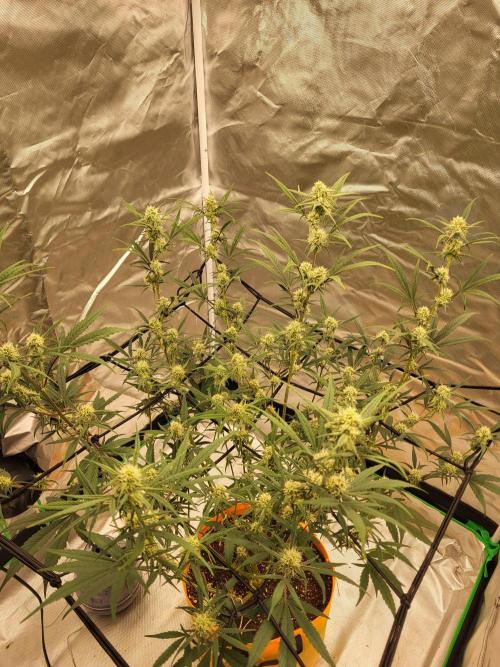 Cirtus foot bomb. Week 8