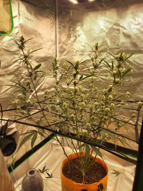 Cirtus foot bomb. Week 8