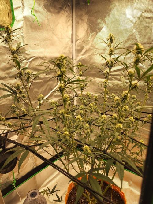 Cirtus foot bomb. Week 8