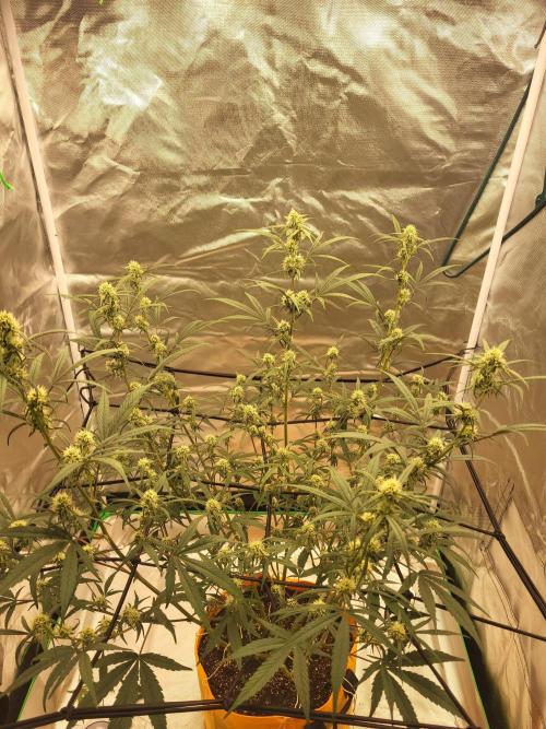 Cirtus foot bomb. Week 8