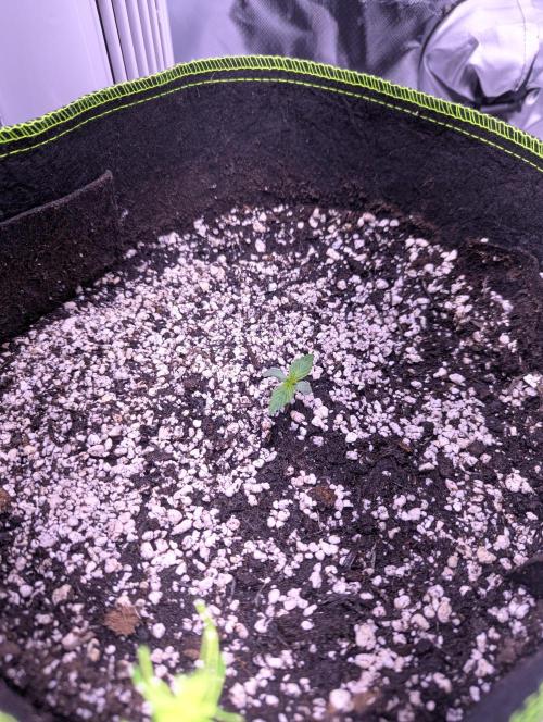 Forum Stomper x NCH. Week 1 - Day 8 – gave her 750ml water with half strength veg nutrients