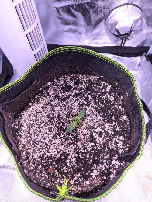 Forum Stomper x NCH. Week 1 - Day 11- Gave her 750ml water with half strength veg nutrients