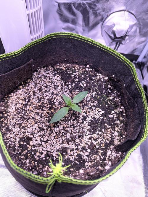 Forum Stomper x NCH. Week 1 - Day 14- Gave her 1000ml water with half strength veg nutrients