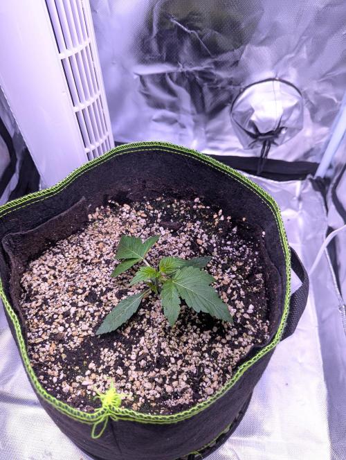 Forum Stomper x NCH. Week 2