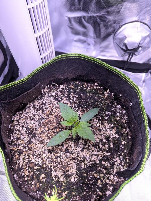 Forum Stomper x NCH. Week 2 - Day 17- 1 litre of water with half strength veg nutrients 