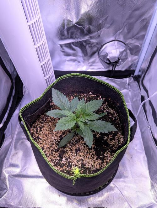 Forum Stomper x NCH. Week 3 - Day 20 – 1.25 liter water per plant- 05/11/25