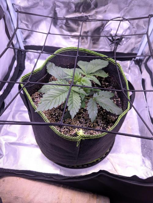 Forum Stomper x NCH. Week 5 - Day 29 – Give 2 liter water per plant - 14/11/25