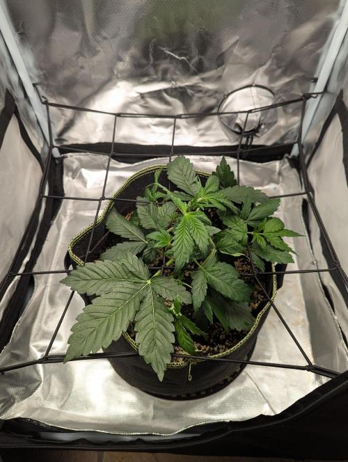 Forum Stomper x NCH. Week 5 - Day 32 - Give 2 liter water per plant - 17/11/25