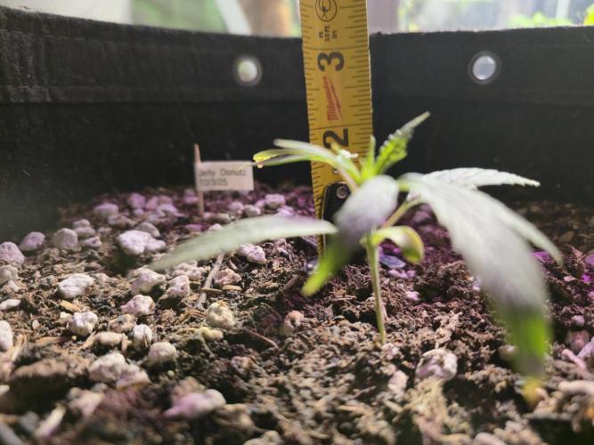 Winter Grow Projects 25-26. Week 3