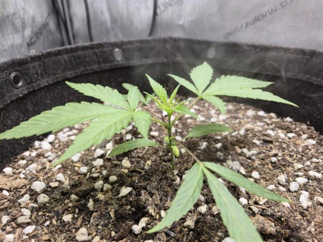 Winter Grow Projects 25-26. Week 4
