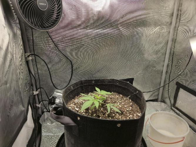 Winter Grow Projects 25-26. Week 4