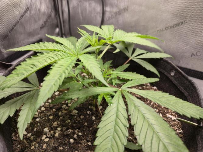 Winter Grow Projects 25-26. Week 5 - Before topping