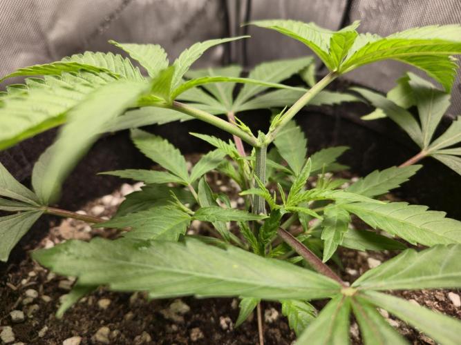 Winter Grow Projects 25-26. Week 5 - Topped