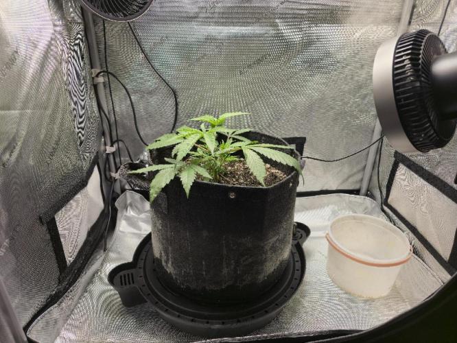 Winter Grow Projects 25-26. Week 5