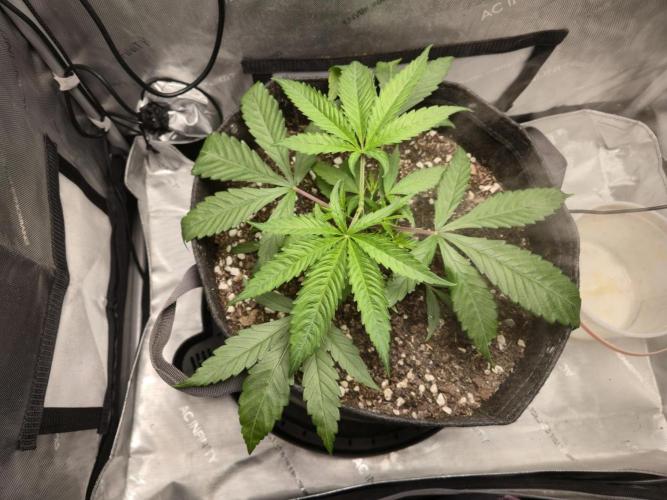 Winter Grow Projects 25-26. Week 5 - Top View