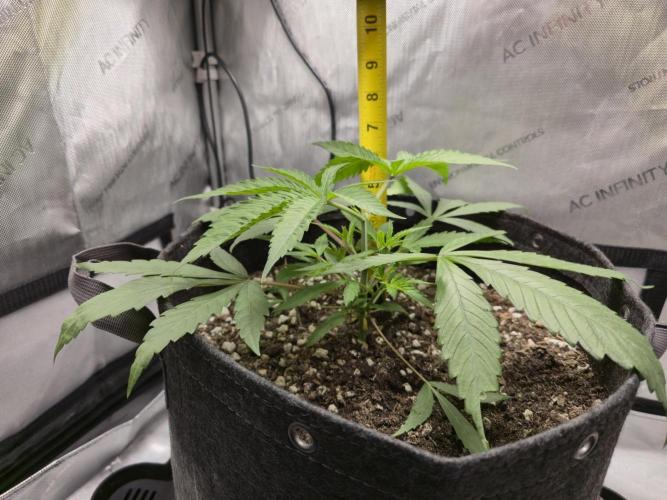 Winter Grow Projects 25-26. Week 5 - Height: 6.5"