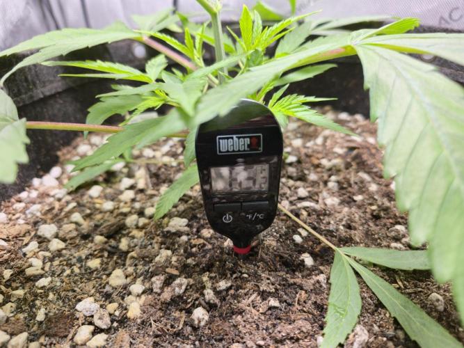 Winter Grow Projects 25-26. Week 5 - Substrate Temp: 69.2F