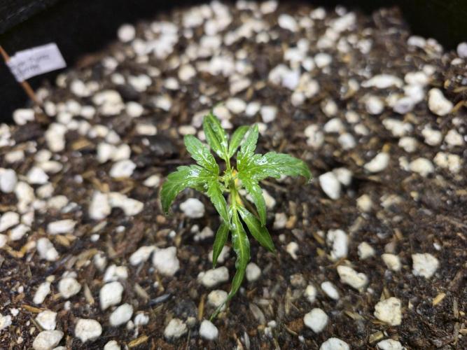 Greenhouse Grows. Week 5 - Top view