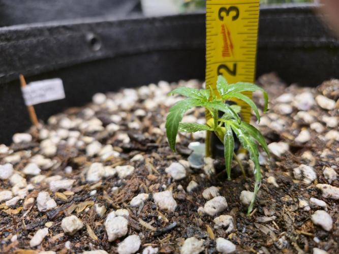 Greenhouse Grows. Week 5 - Height hasn't changed much, but hopefully that improves soon.