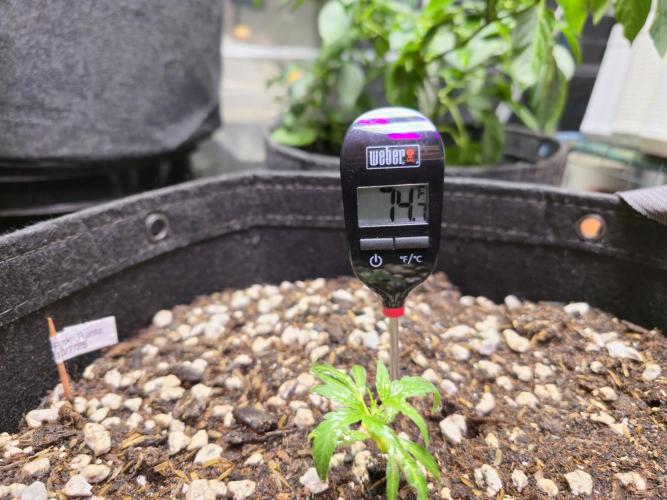 Greenhouse Grows. Week 5 - Soil temp: 74.7