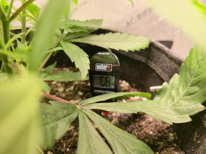 Winter Grow Projects 25-26. Week 6 - Soil Temp