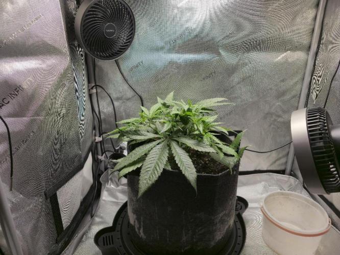 Winter Grow Projects 25-26. Week 6 - Overall progress