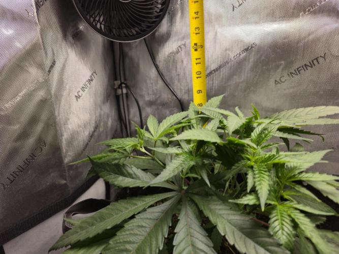 Winter Grow Projects 25-26. Week 6 - Height