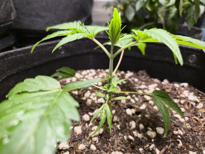 Greenhouse Grows. Week 7