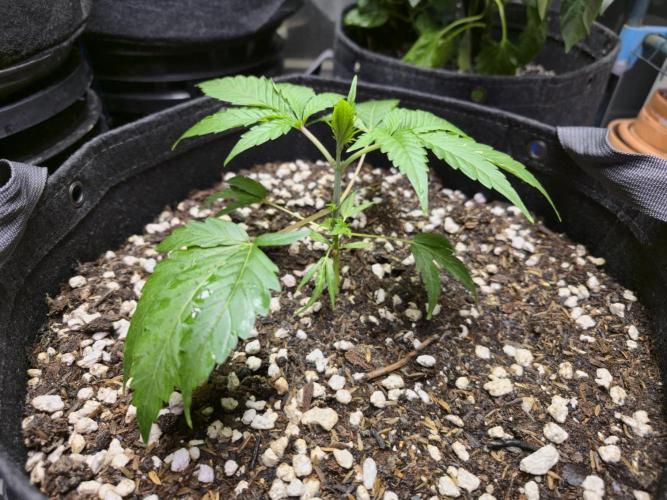 Greenhouse Grows. Week 7