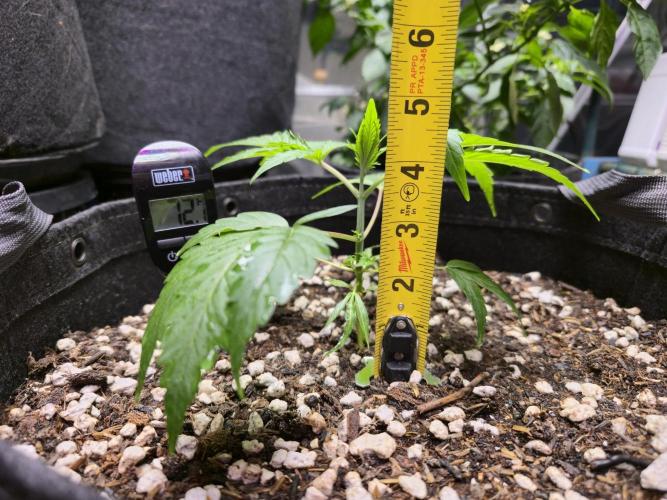 Greenhouse Grows. Week 7