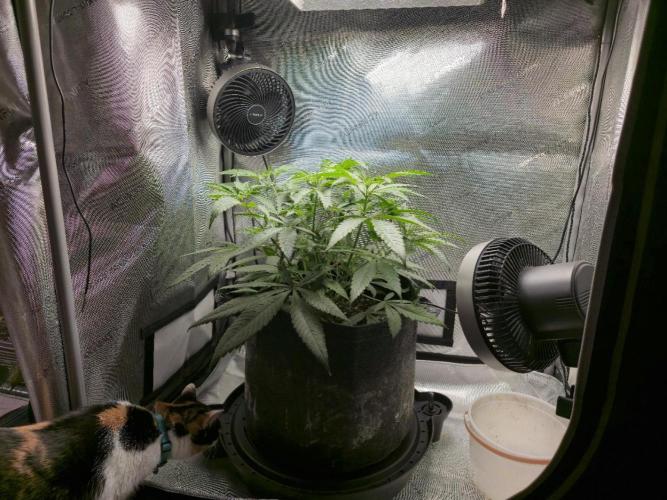 Winter Grow Projects 25-26. Week 7 - Willow overseeing the grow