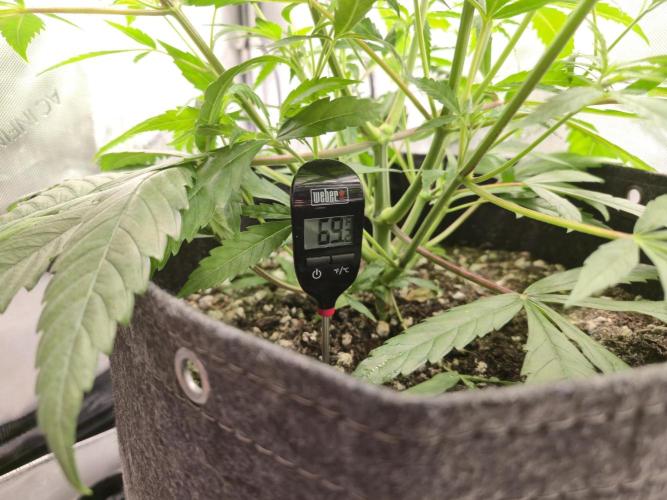 Winter Grow Projects 25-26. Week 7 - Soil Temp