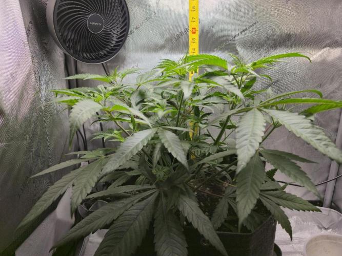 Winter Grow Projects 25-26. Week 7 - Height