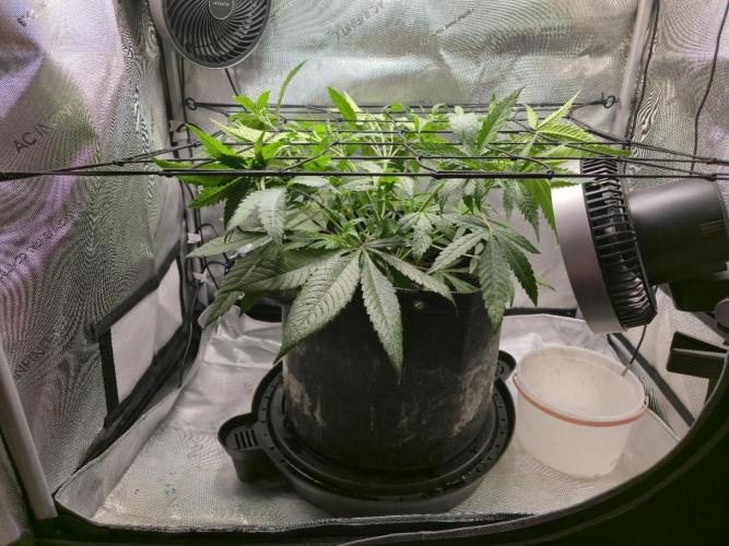 Winter Grow Projects 25-26. Week 7 - ScrOG Install