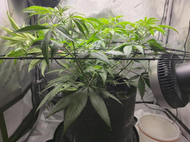 Winter Grow Projects 25-26. Week 8 - Pre-Defoliation
