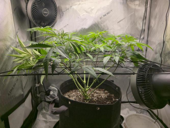 Winter Grow Projects 25-26. Week 8 - Post Defoliation